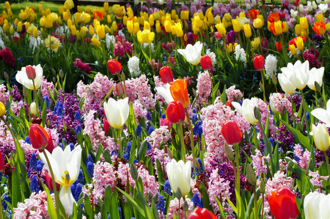 Keukenhof park experience