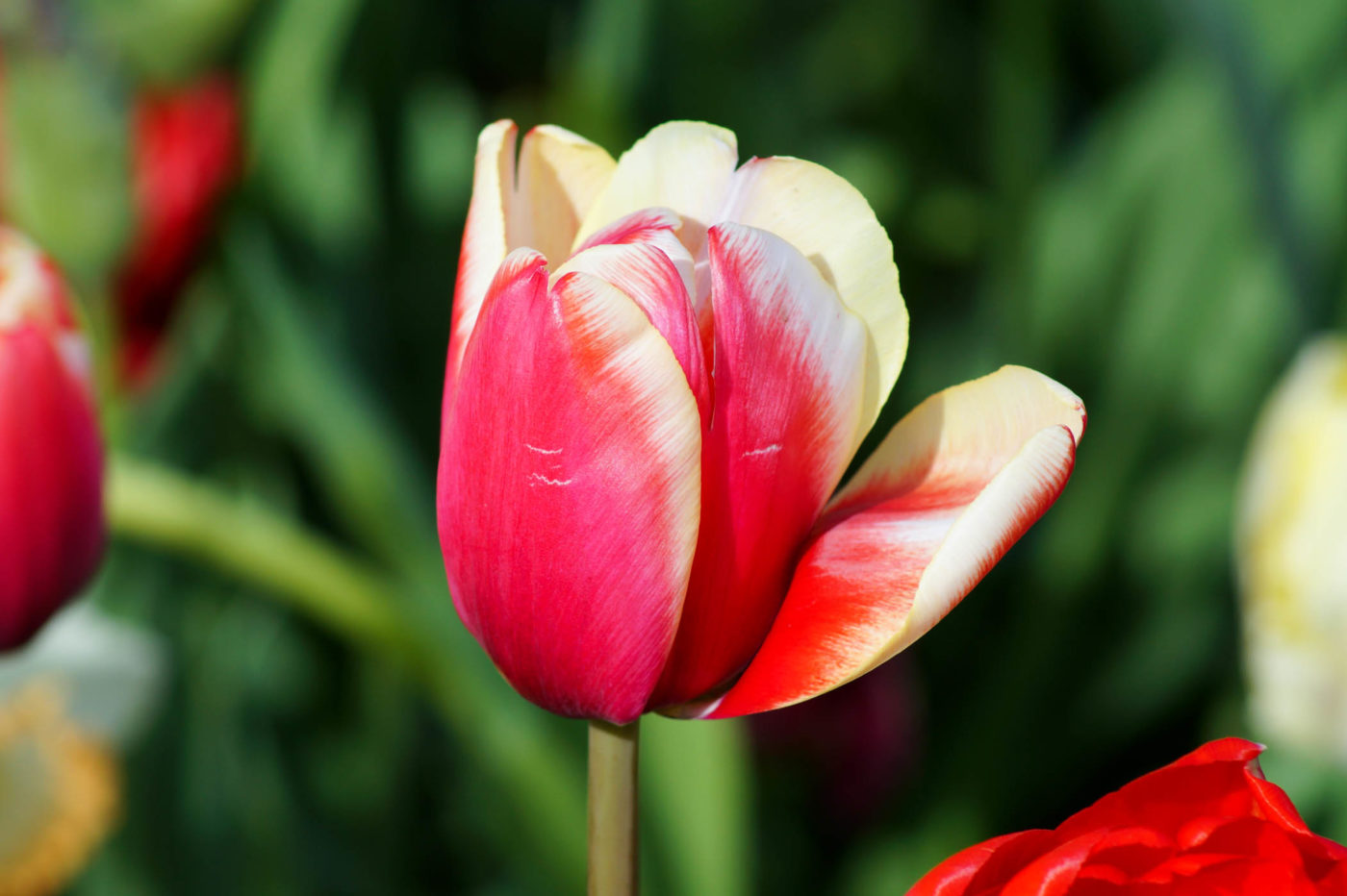 Keukenhof park experience