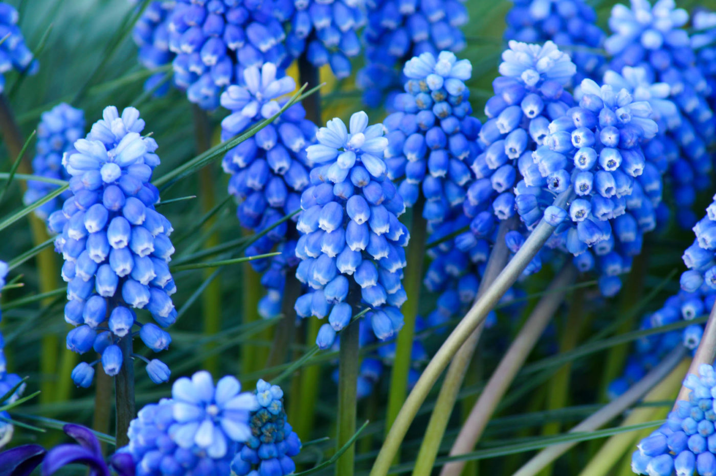 Keukenhof park experience